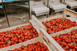 fraises culture solid'ere
